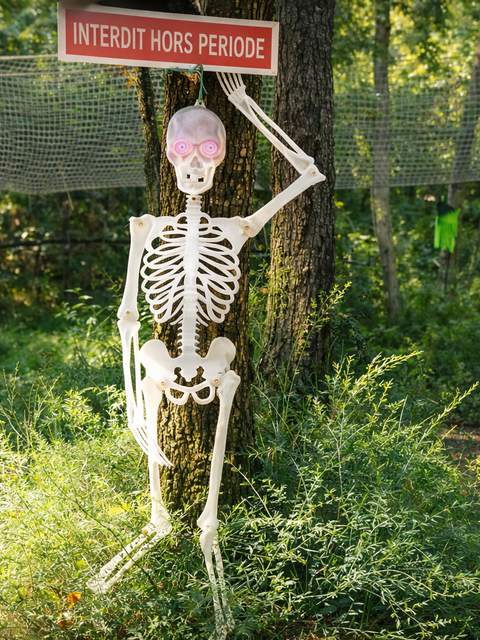 Solve the puzzles in the heart of the forest - Nature Escape Game